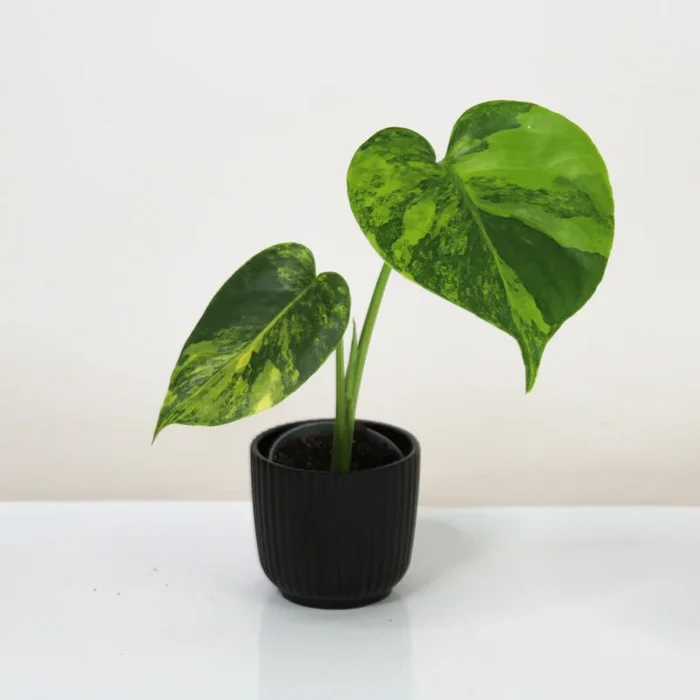 Monstera Aurea Variegata – Babypflanze