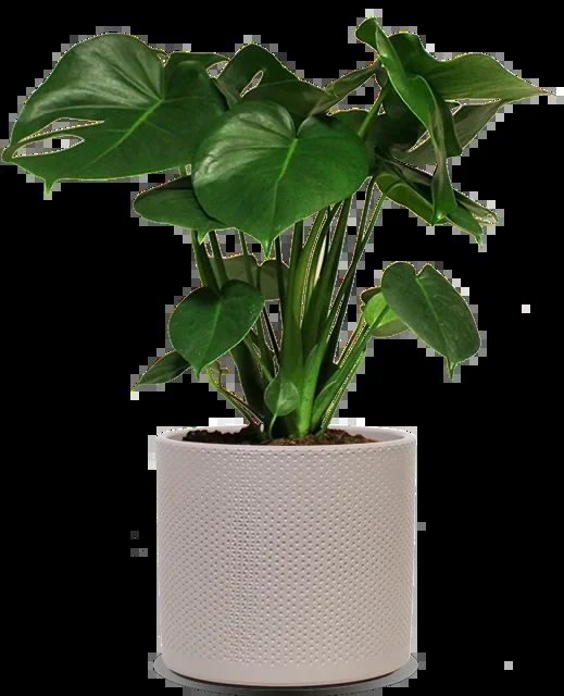 Monstera deliciosa (Fensterblatt) (M)