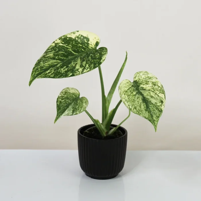 Monstera Deliciosa Mint – Babypflanze