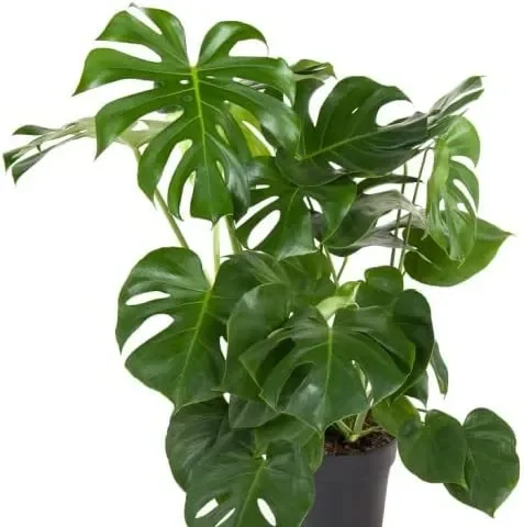 Monstera Deliciosa vaso 24 foto reale pianta da appartamento Vivaio Annese