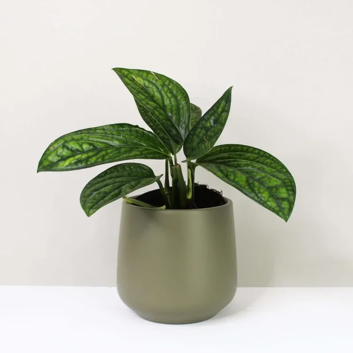 Monstera Karstenianum ‚Peru‘