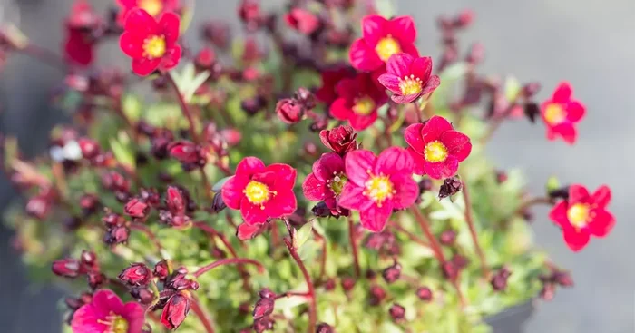 Moos-Steinbrech ‚Pixi Pan Red‘
