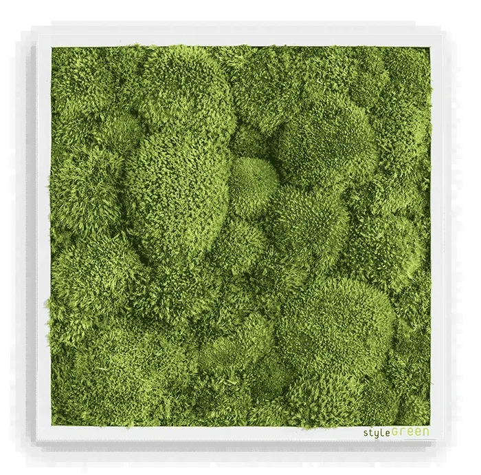 Moosbild Ballenmoos 35×35 cm