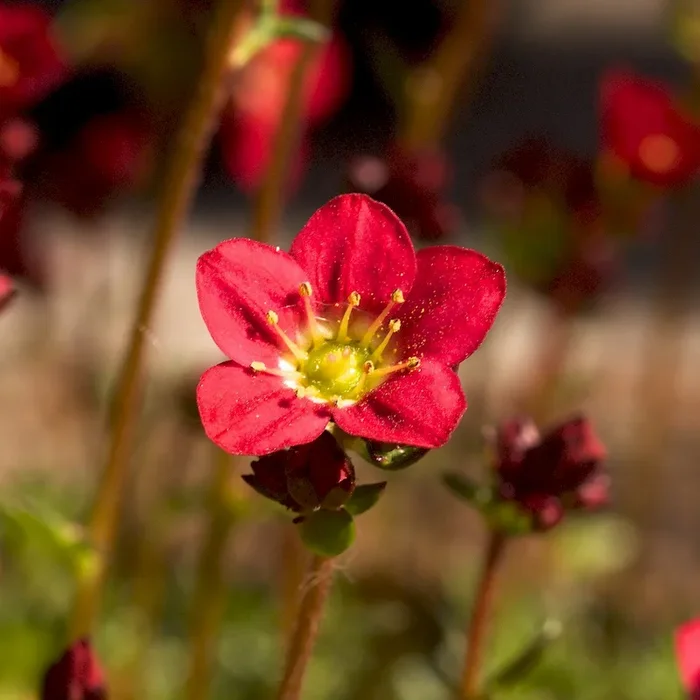 Moossteinbrech Ingeborg – Saxifraga Arendsii-Hybr.