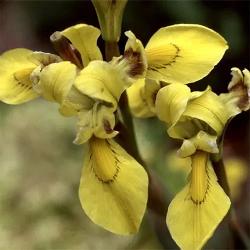 Moraea Huttonii