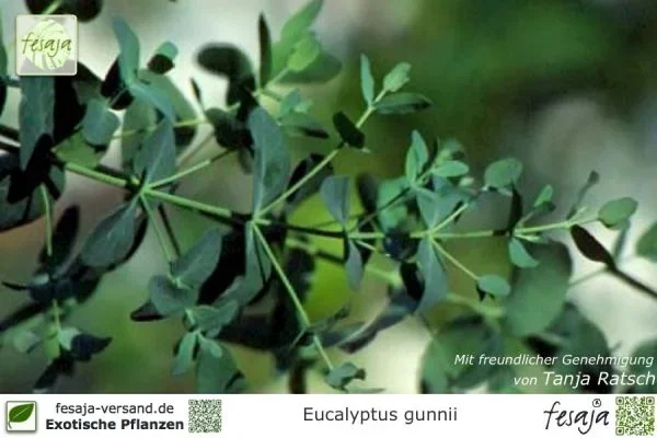 Mostgummi Eukalyptus, Eucalyptus gunnii, Pflanze