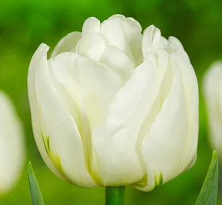 Mount Tacoma Tulip Bulbs