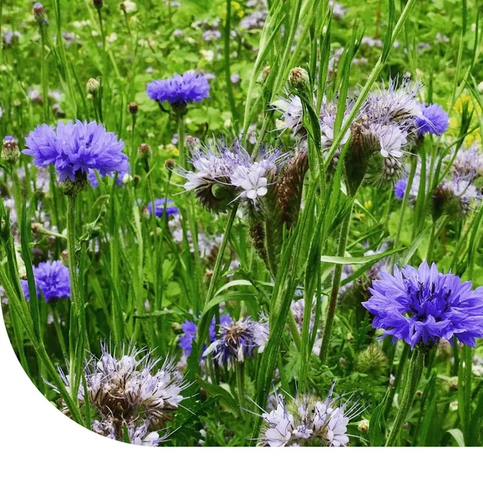 MRS Seeds | Brandenburger Bienenmischung