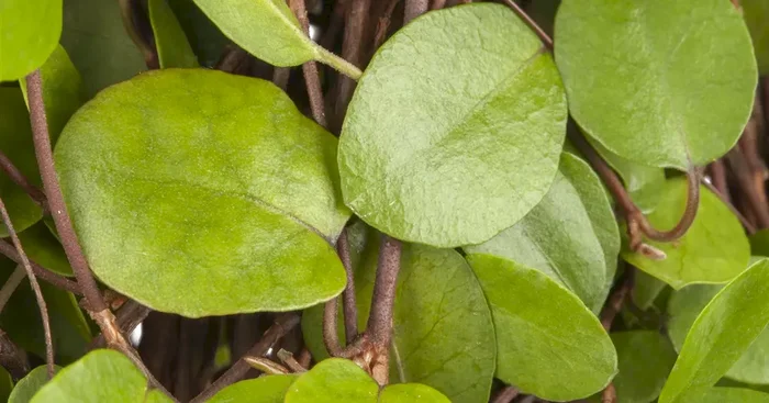 Muehlenbeckia axillaris