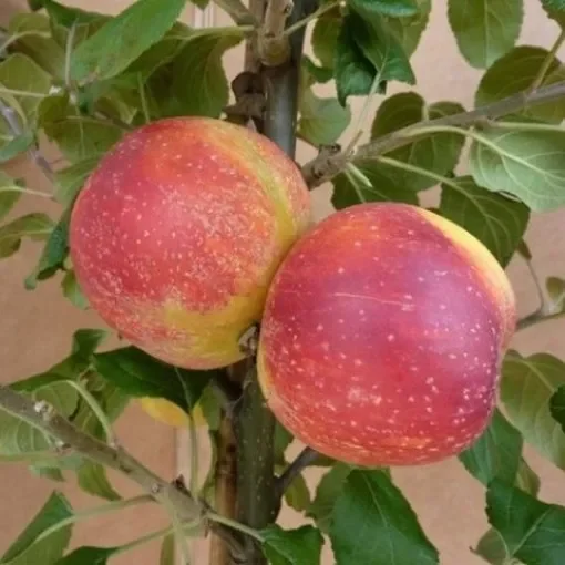 Müllers Zwergapfel – Zwergapfelbaum