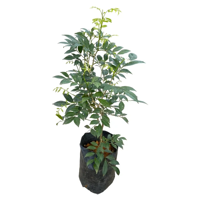 Murraya Paniculata, Orange Jasmine in a bag (0.7m)