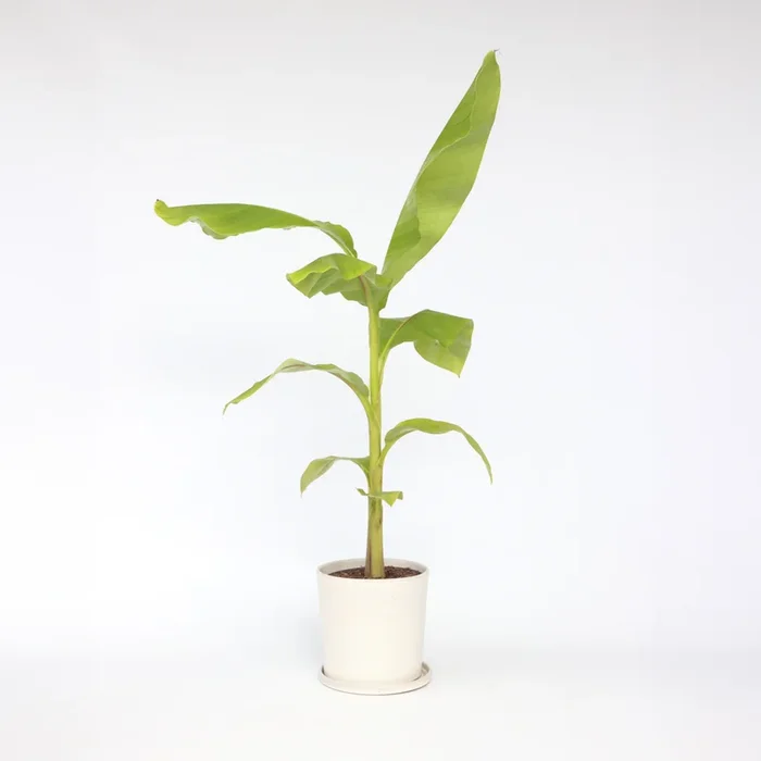 Musa Basjoo – Banana plant