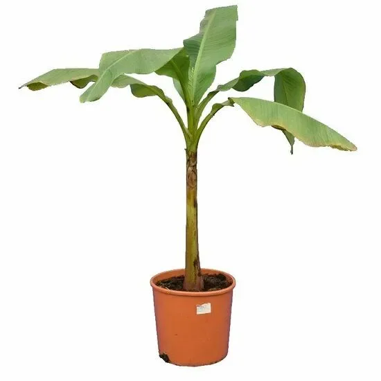 Musa basjoo – Japanische Faser-Banane