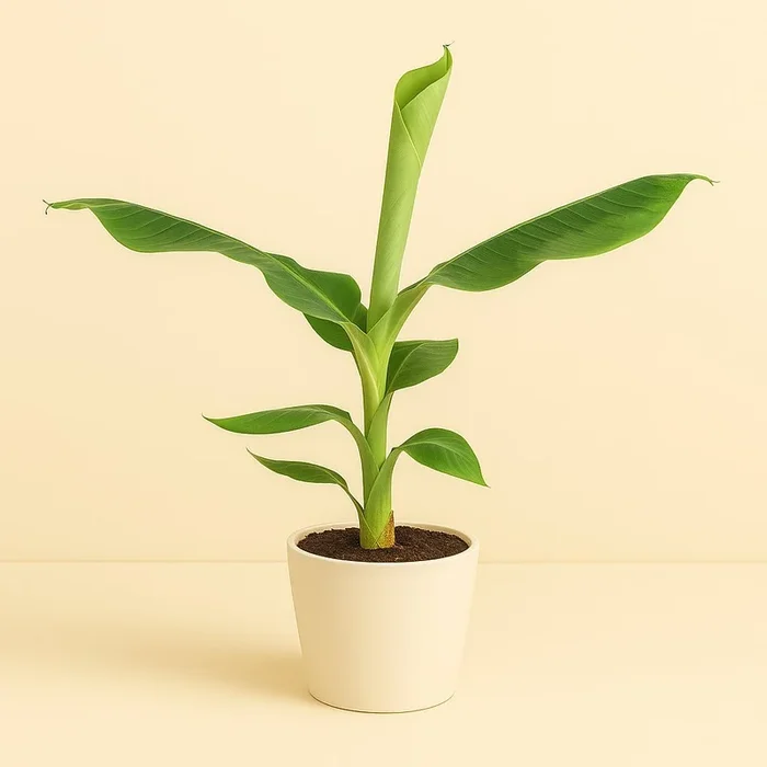 Musa Dwarf Cavendish – 60cm