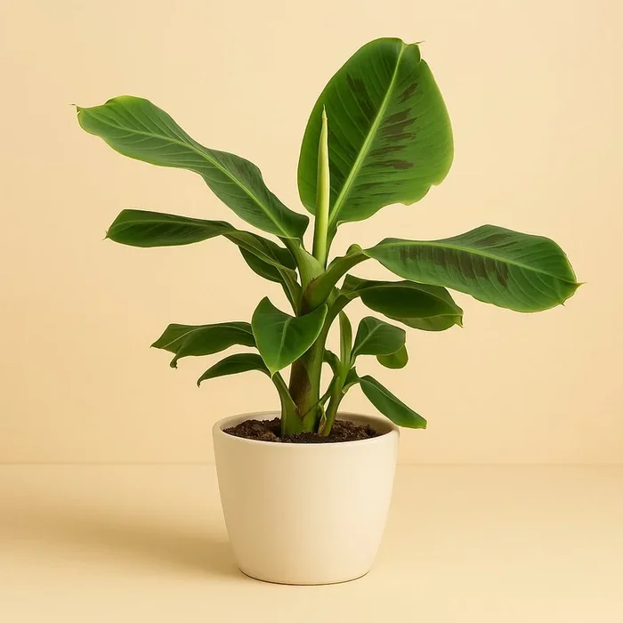 Musa Oriental Dwarf – 50cm