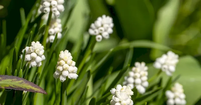 Muscari armenia White Magic