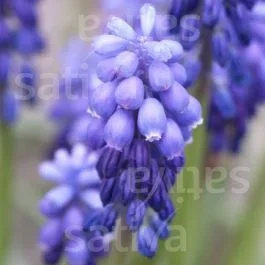 Muscari armeniacum – Traubenhyazinthe