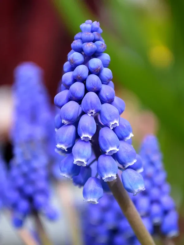 Muscari Armeniacum (Armenische Traubenhyazinthe)