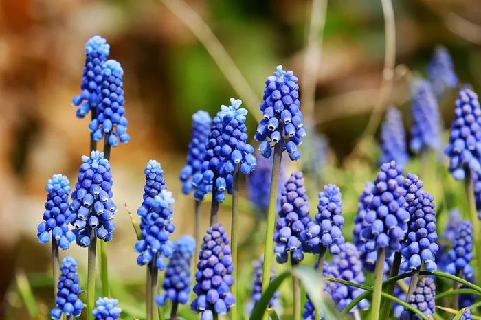 Muscari Mix Blau-Weiss (A9035) „Bio“