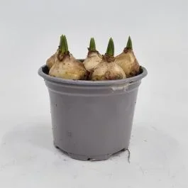 Muscari White Magic
