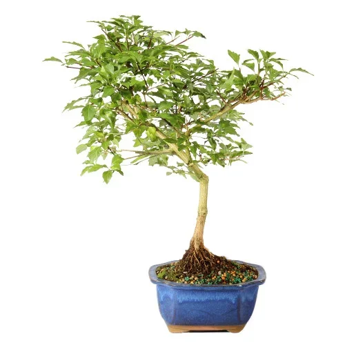 Musk Maple – ST3624MM -U