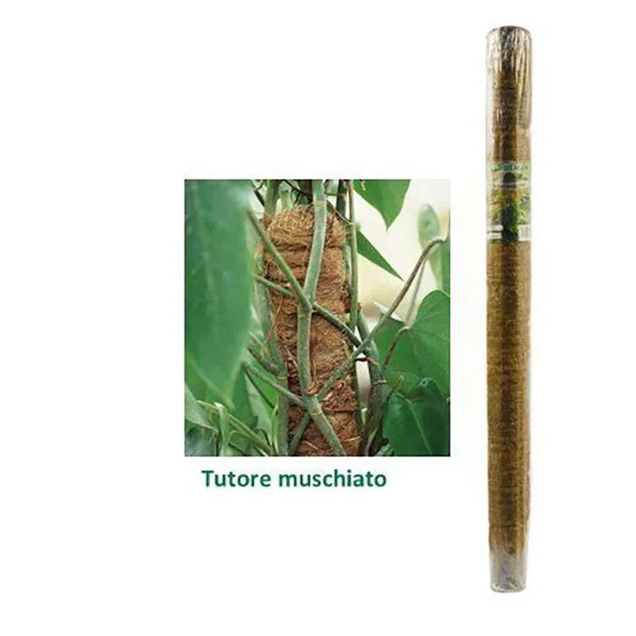 MUSKY BRACE D32 H60CM