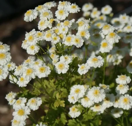 Mutterkraut (Tanacetum parthenium) „Bio“