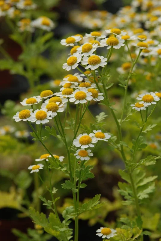 Mutterkraut – Tanacetum parthenium