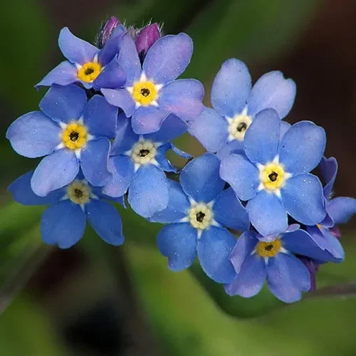Myosotis ‚Indigo Blue‘