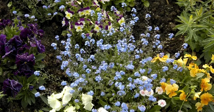 Myosotis Bluesylva 12er