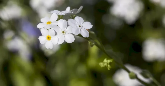 Myosotis rosa + weiß