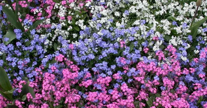 Myosotis Rossylva 12er