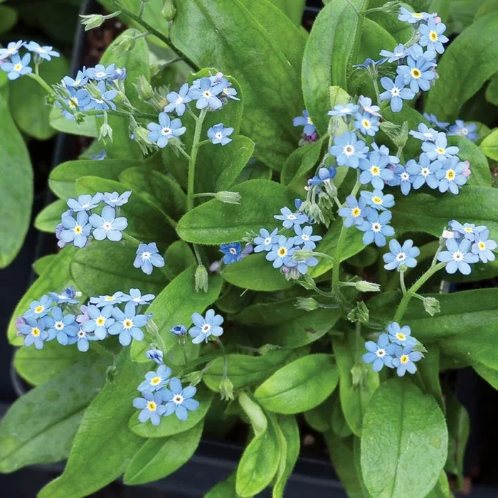 Myosotis sylvatica