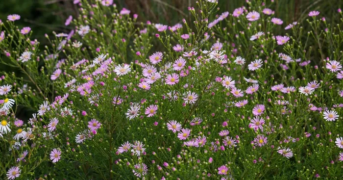 Myrten-Aster ‚Esther‘