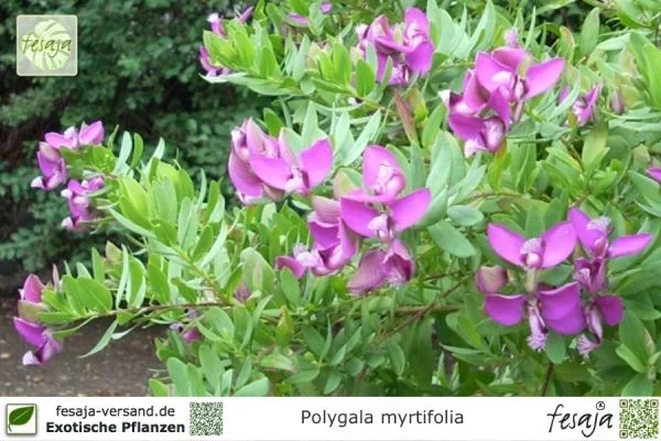 Myrten-Kreuzblume, Polygala myrtifolia, Pflanze
