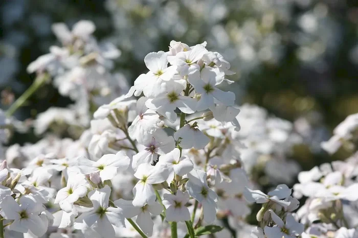Nachtviole (Bio-Saatgut), Hesperis matronalis