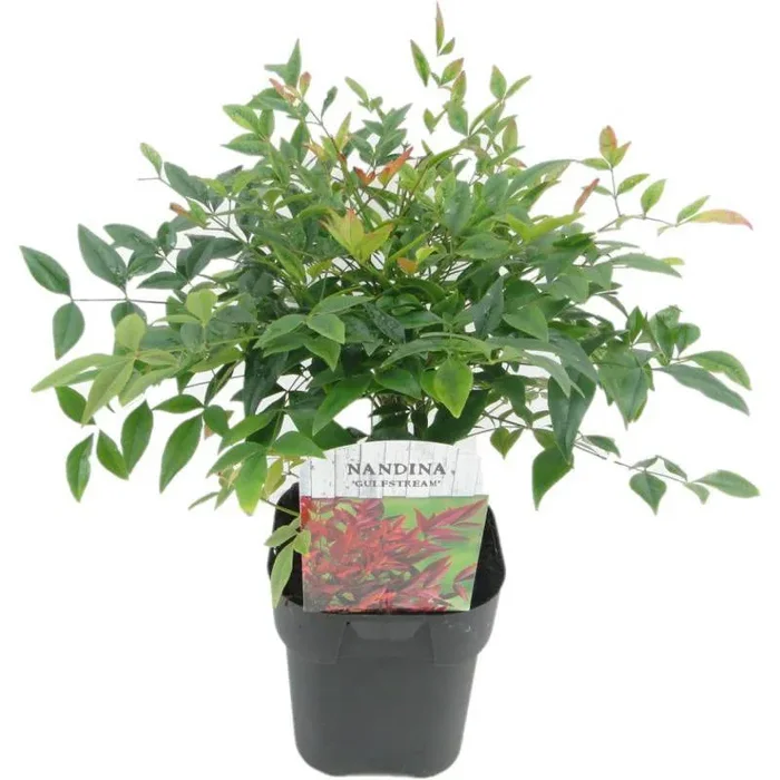 NANDINA GULF STREAM VASE 18cm
