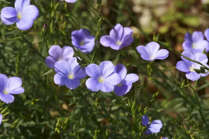 Narbonne-Lein, Linum narbonense