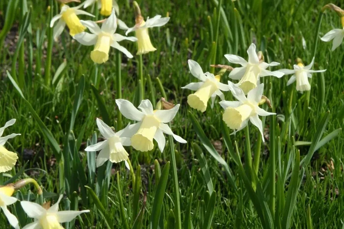 Narcissus ‚Elka‘ (Trompeten-Narzisse)
