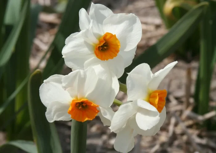 Narcissus ‚Geranium‘ (Tazetta-Duft-Narzisse)