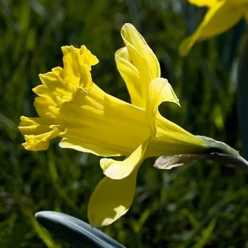 Narcissus Confusus