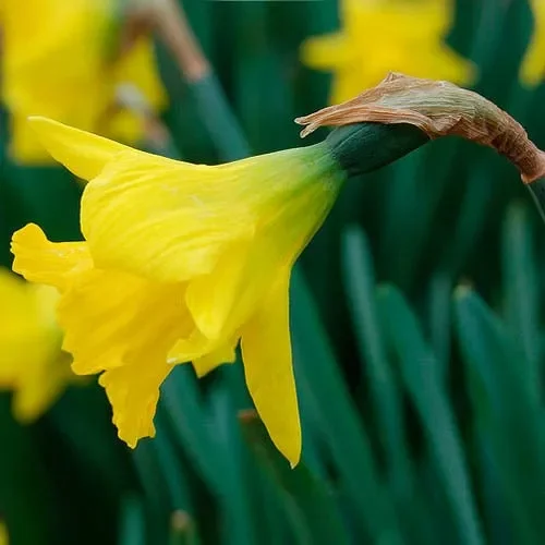 Narcissus Obvallaris