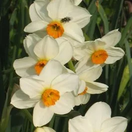 Narzisse tazetta Geranium x 10