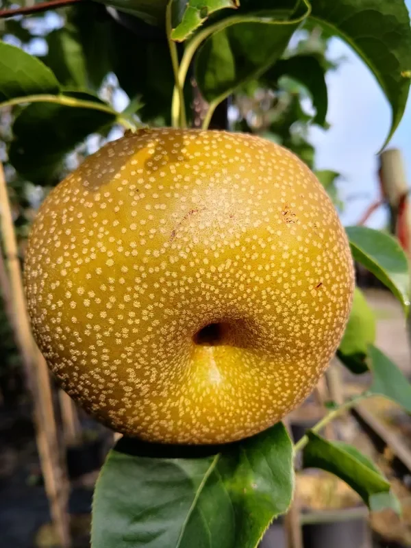 Nashi-Birne ‚Kosui‘
