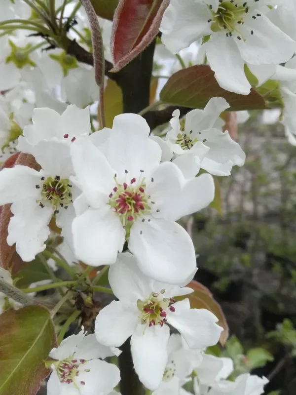 Nashi-Birne ‚Nijiseiki‘