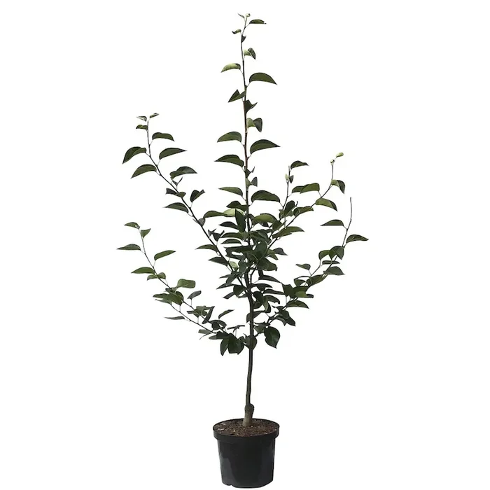 Nashi Naddel Pear Buschbaum
