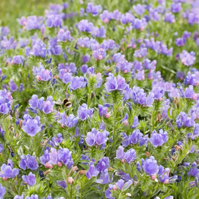 Natternkopf Bio-Blumen-Samen