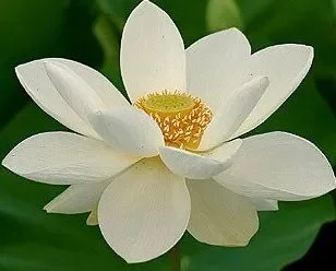 Nelumbo nucifera white