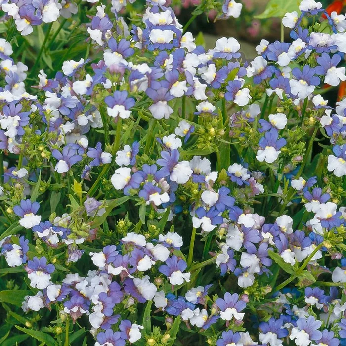 Nemesia versicolor