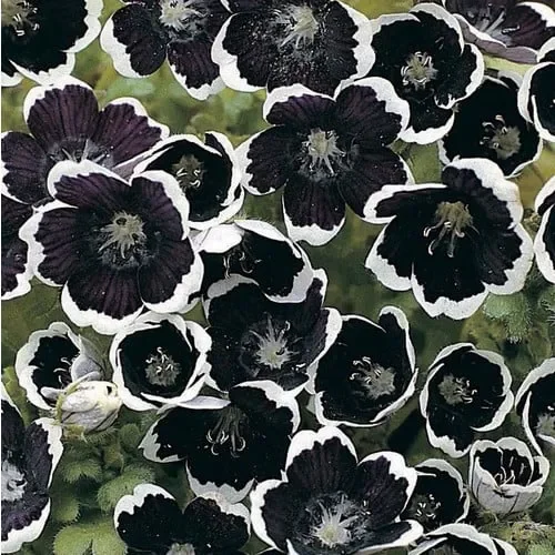 Nemophila Menziesii ‚Penny Black‘